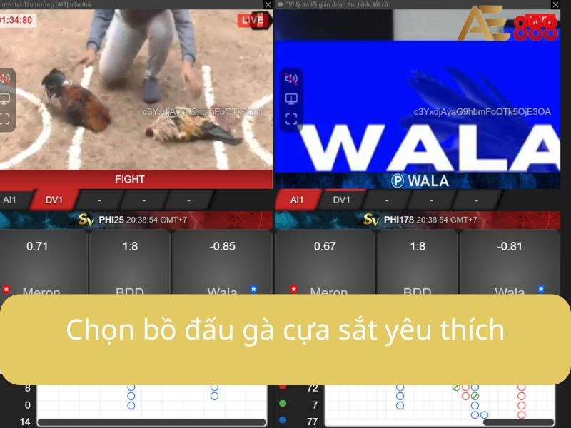 Chọn bồ gà cựa sắt Chọn bồ gà cựa sắt